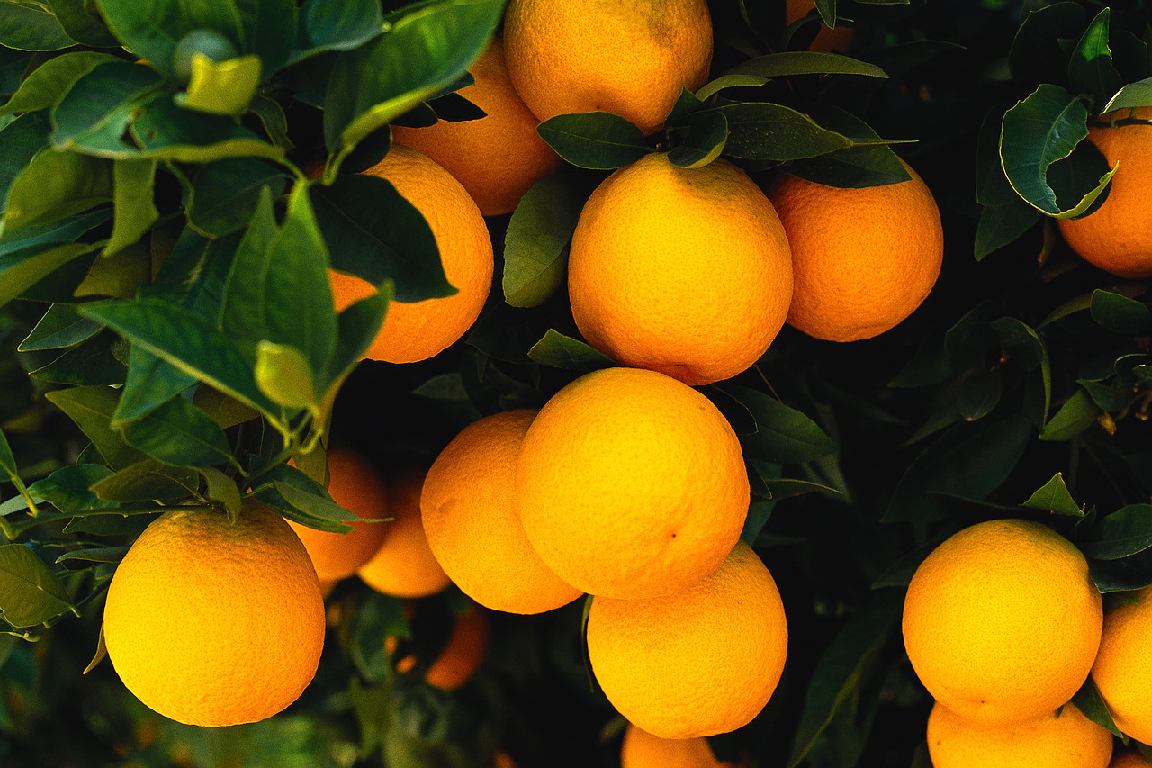 sinaasappel gezond