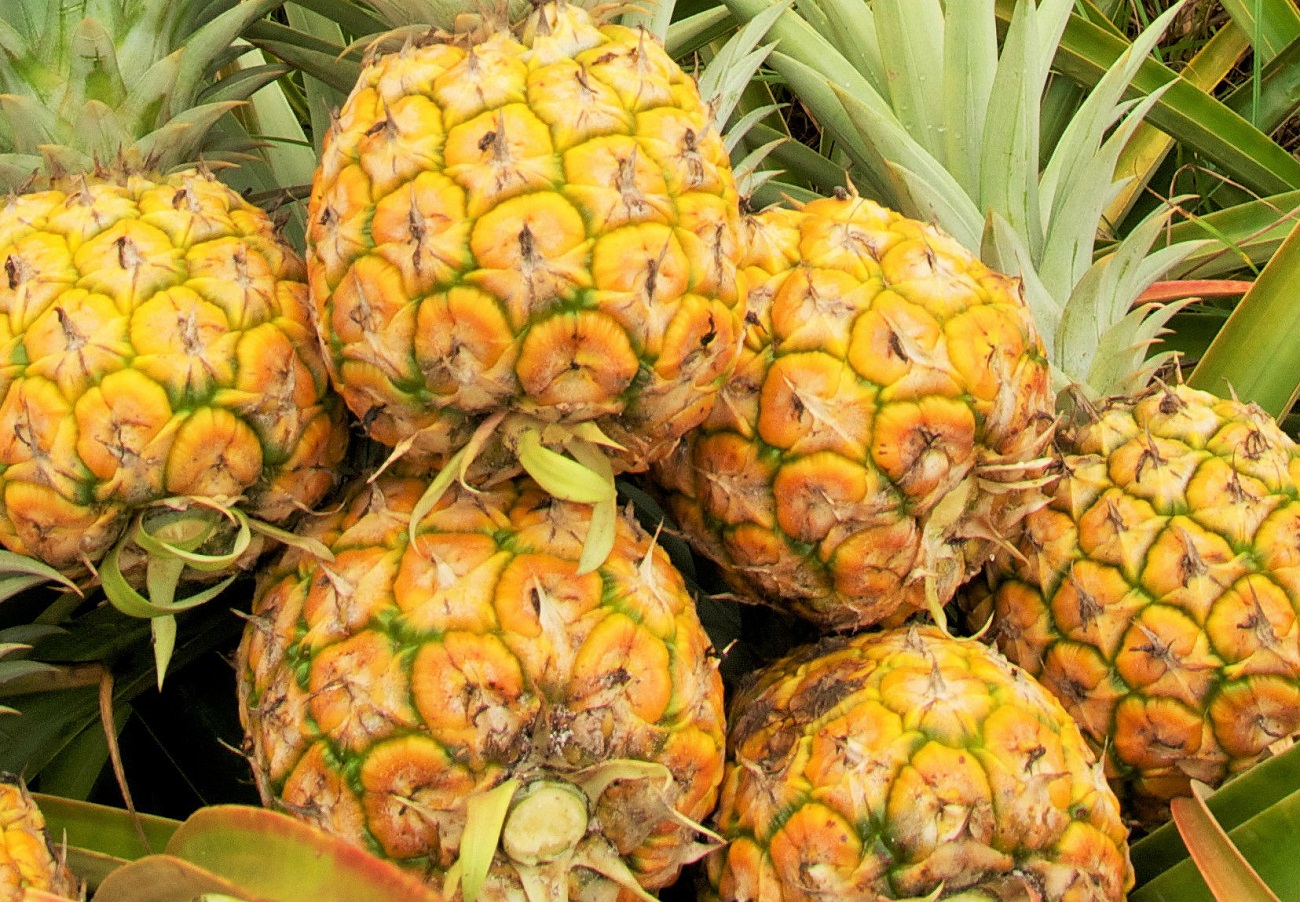 ananas gezond